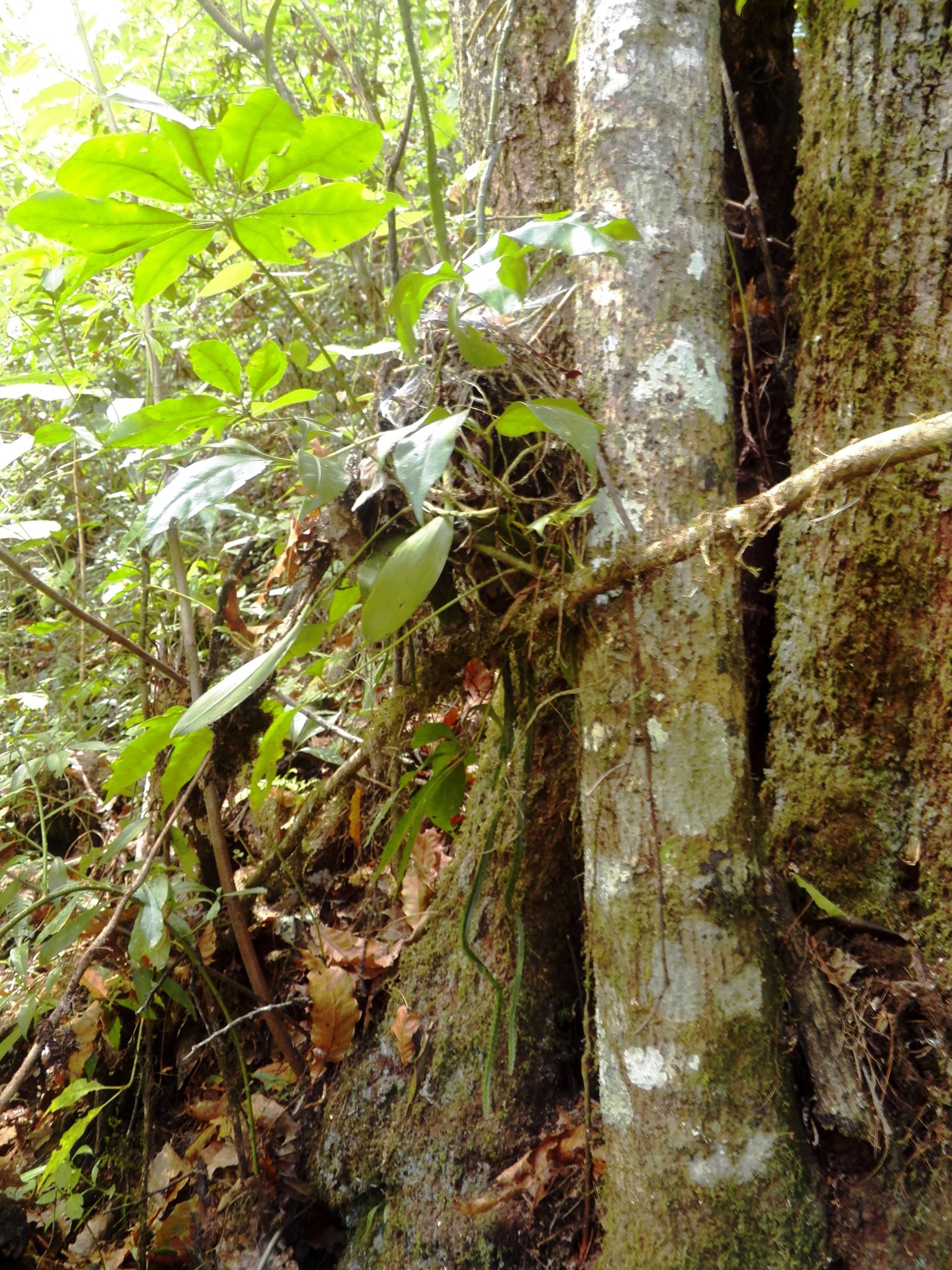 Epidendrum magnificum